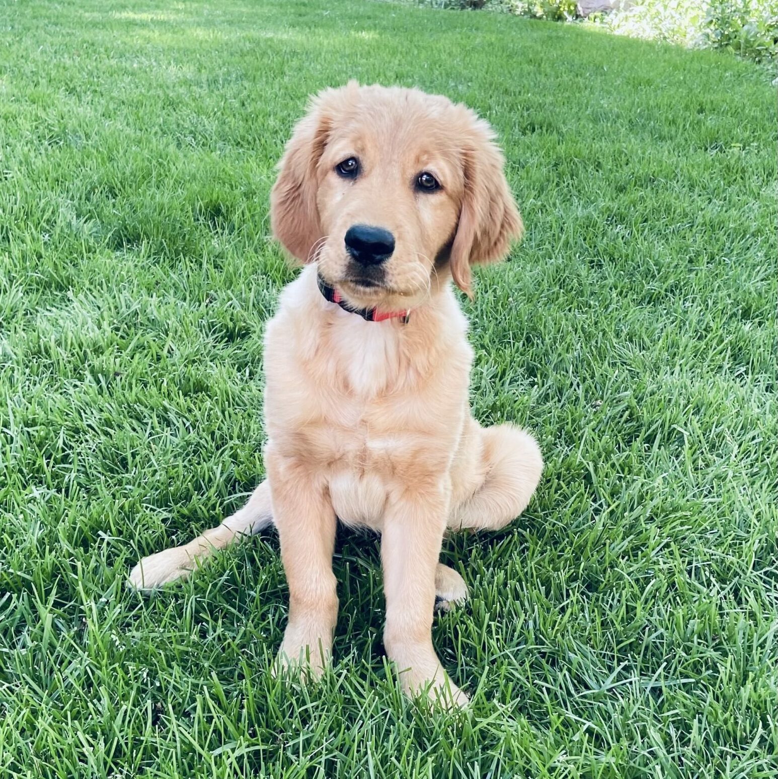Photo of golden retriever puppy